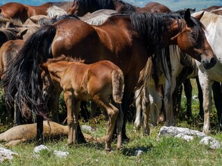 Herd of wild horses in bosnia