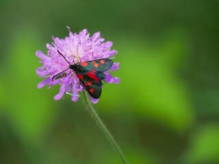 Little butterfly 