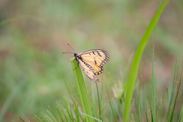 Beautifull yellow Butterfly in grass.