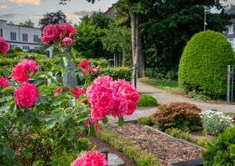 Schöner Rosenstrauch auf dem Friedhof © Blende8