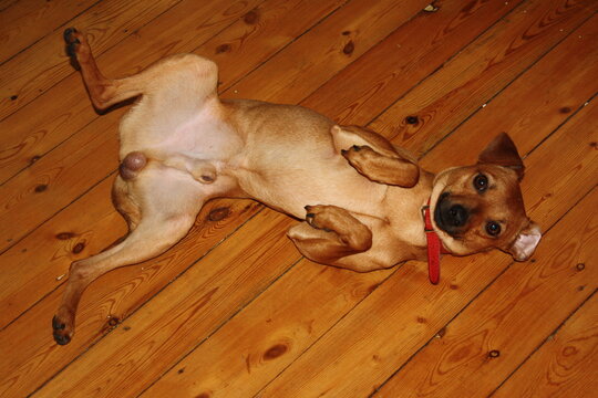 beagle puppy sitting on the floor