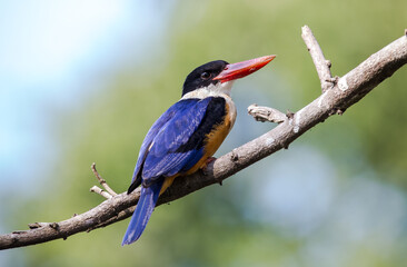 Black-capped Kingfisher.