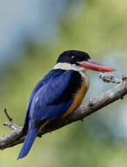 Black-capped Kingfisher.