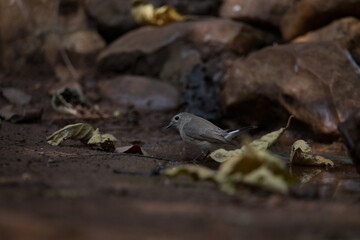 Asian Brown Flycatcher.