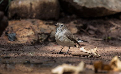 Asian Brown Flycatcher.