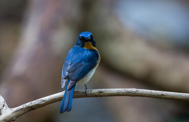 Tickell's Blue Flycatcher.