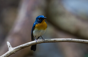 Obraz premium Tickell's Blue Flycatcher.