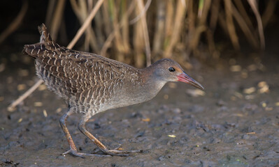 Slaty-breasted Rail.