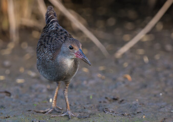 Slaty-breasted Rail.