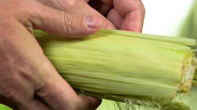 Corncob of the New Harvest. Farmer's hands tear off green leaves from the corn cob, revealing ripe grains