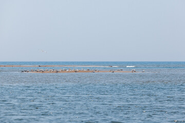 A flock of seagulls sits in the distance on the sand of the sea shallows