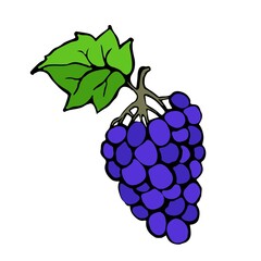 The grapes are drawn by a liner by hand, then traced and processed in an illustrator. Vector grapes in doodle style. Design element for printed matter and fabric.