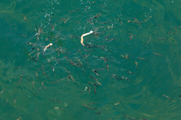 Small fish eat pieces of crab in sea