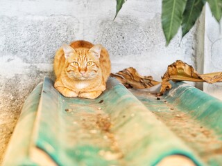 fountain in the garden cat is watching 