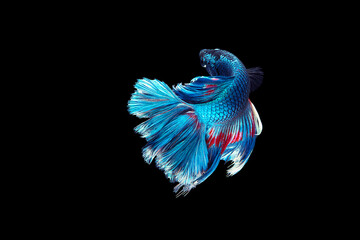 Obraz na płótnie Canvas Beautiful Betta Siamese fighting fish moving motion on isolated background.