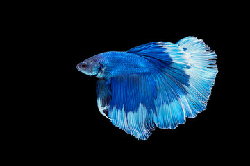 Beautiful Betta Siamese fighting fish moving motion on isolated background.