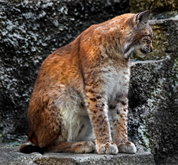 Lynx sitting on the rock. Latin name - Lynx lynx