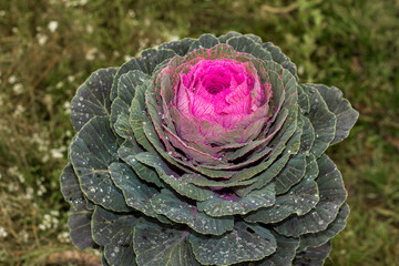 Purple leaves of decorative cabbage, close-up. Colorful natural pattern. Farming and gardening...