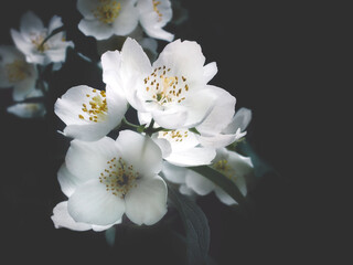 Beautiful Jasmine flowers on dark background. Close-up of white jasmine photography in low key with...