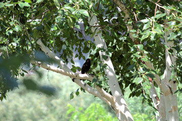 Fototapeta premium blackbird on a tree,branch, leaves,nature, green,foliage,bird,animal,natural,garden, sun, light,