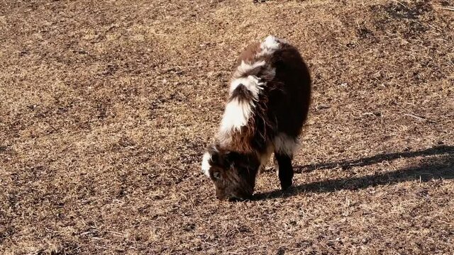 Cute little baby yak with adorable eyes as well as white and brown colored shaggy fur grazing on a sparse meadow in Sherpa village Dingboche, Khumbu, Nepal in the Himalayas on sunny day.