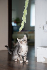 Little Kitten focused on the Feather Toy