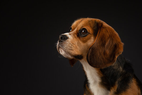 Beaglier dog cheap