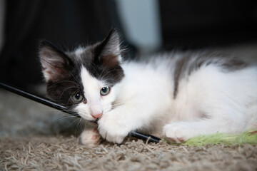 Kitten playing with the Feather