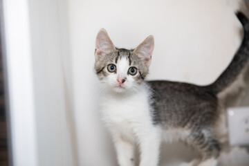 Obraz premium Calm Cute KItten looked at camera