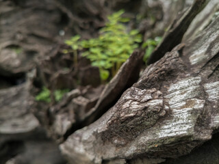 a bush growing in the middle of the old wood