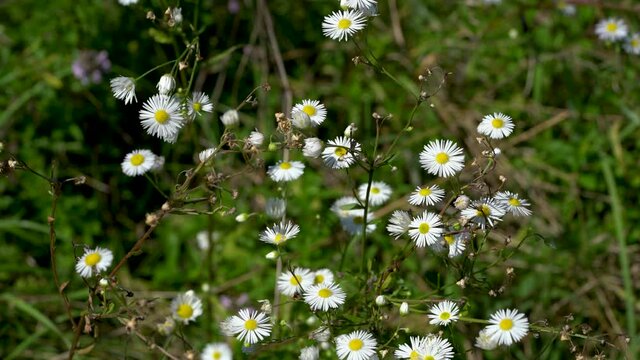 Prairie Fleabane field flowers in slight breeze (Erigeron strigosus) - (4K)
