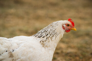 Huhn