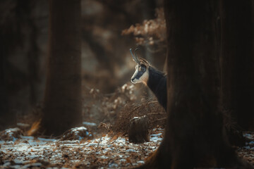 A chamois cub lost in the woods looking for a way.