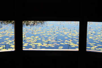 A lily pond viewed through a window of a bird hide. Birding concept photo. 