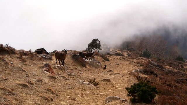 Group of Himalayan Tahr (Hemitragus Jemlahicus) animals grazing on steep rocky meadow on a slope with rising clouds in the strong wind near Phortse, Khumbu Nepal in the Himalayas.