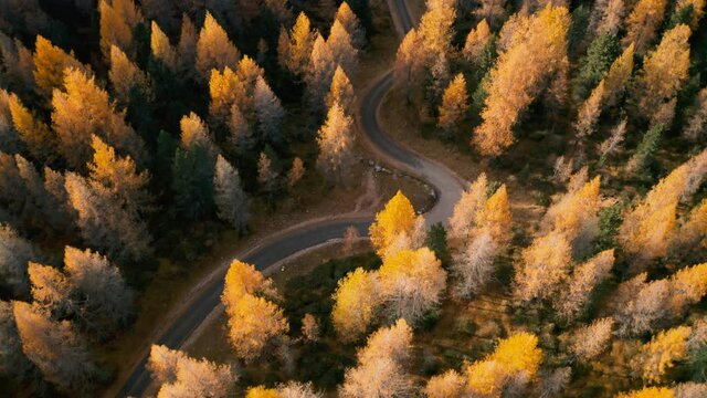 Aerial drone shot, tilt up, over autumn colored Forest, in italian Dolomites