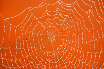 spider web with dew drops