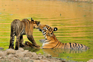 Tiger Mother and Cub