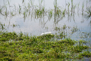 Pollution of environment. Issues associated with ecology. Empty plastic bottle floats in river...