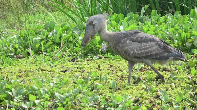 Shoebill stork (Balaeniceps rex) hunting in its natural habitat, Murchison falls National Park in Uganda.