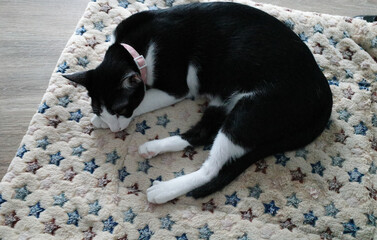 A little black and white cat is sleeping on soft bed sheet