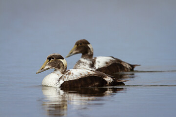 Two young male common eider ducks swimming a pond