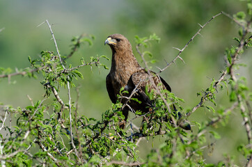Aigle ravisseur,.Aquila rapax , Tawny Eagle