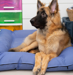 Dog lying on sofa bed in room with look up