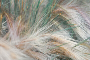 grass in the wind