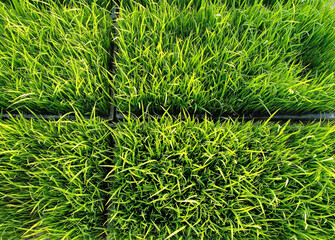 Fototapeta premium Close up of green rice seedling nursery as background textured.