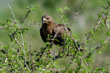 Aigle ravisseur,.Aquila rapax , Tawny Eagle