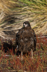Caracara austral, Caracara de Forster,.Phalcoboenus australis, Striated Caracara, Johnny Rook, Iles Falkland, Malouines