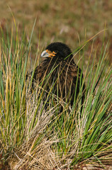 Caracara austral, Caracara de Forster,.Phalcoboenus australis, Striated Caracara, Johnny Rook, Iles...