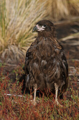 Caracara austral, Caracara de Forster,.Phalcoboenus australis, Striated Caracara, Johnny Rook, Iles...
